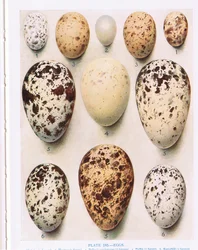 Eggs: Cuckoo: etc, illustration from 